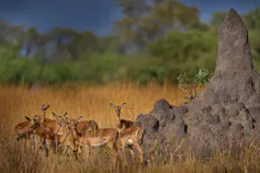 termite mound on african plain with antelope