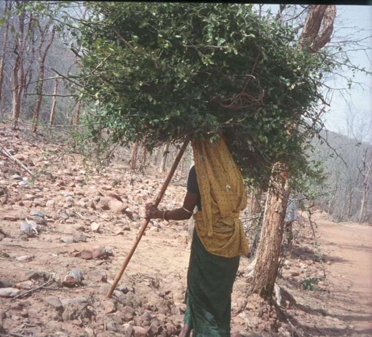 To save its tigers, India has relocated thousands of people – it could enlist their help instead 3 A woman carrying a bundle fodder on her head.