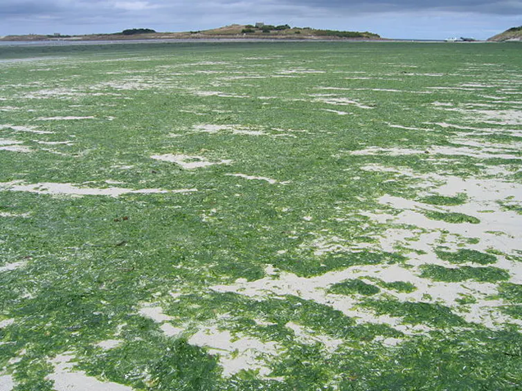 Des algues Ulva Armoricana lors d’une marée verte dans le nord Finistère (Plage du Dossen et île de Sieck, commune de Santec)