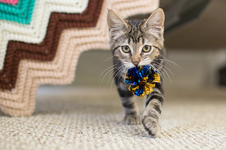 A cat carries a toy in its mouth while walking indoors