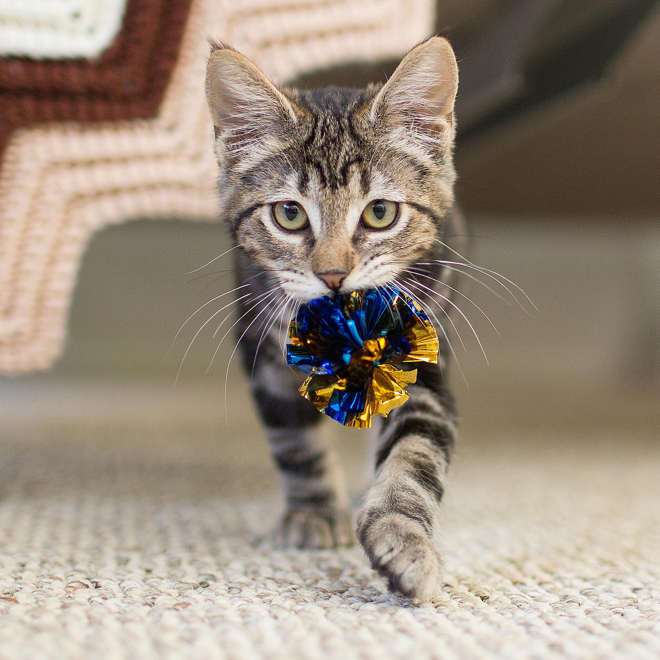 A cat carries a toy in its mouth while walking indoors