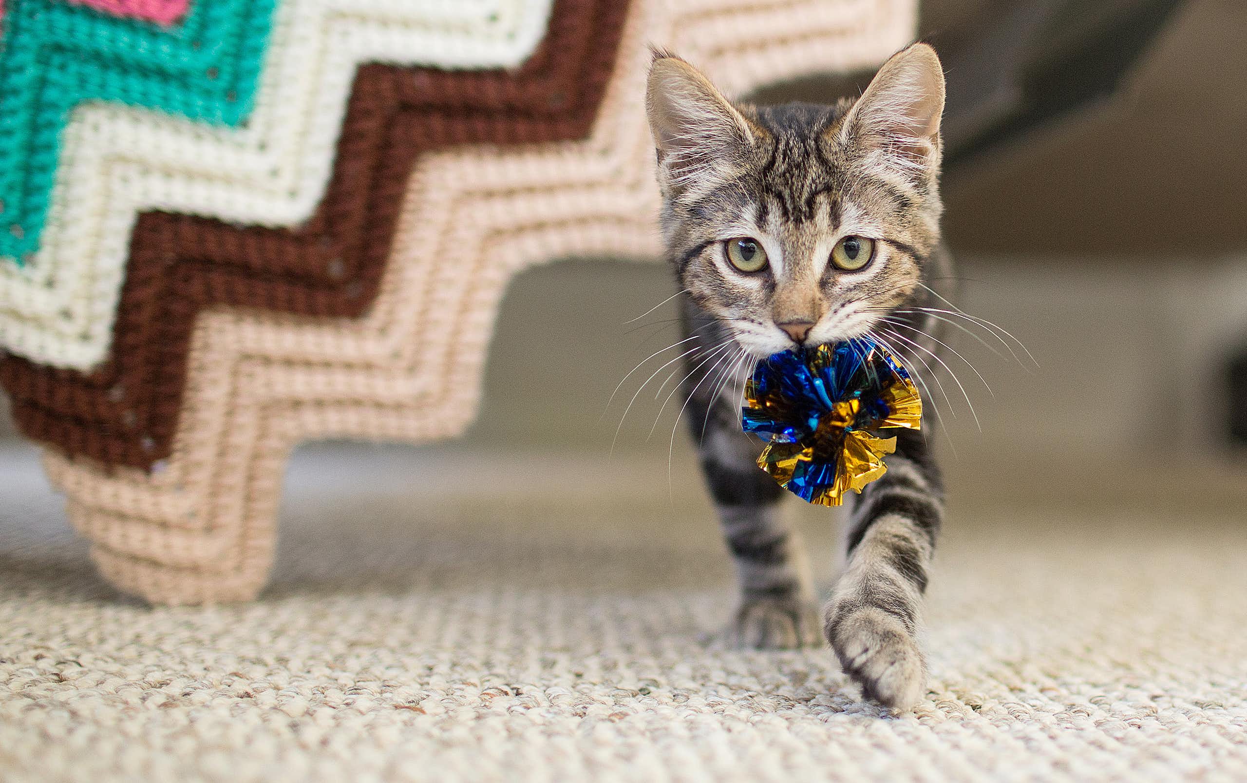 A cat carries a toy in its mouth while walking indoors