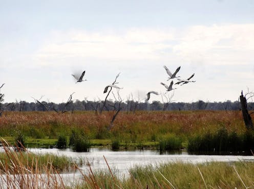 how can we better protect species important to Indigenous people?