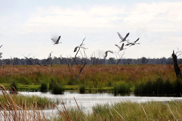 brolgas at gwydir welands