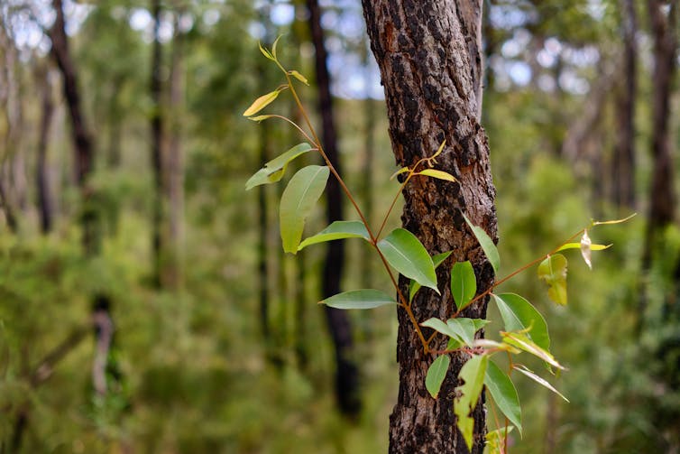 gum tree fresh growth
