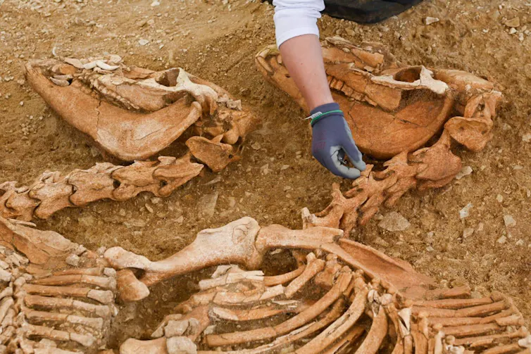 Gros plan sur les bustes de deux squelettes. La main d’un archéologue est dans le champ