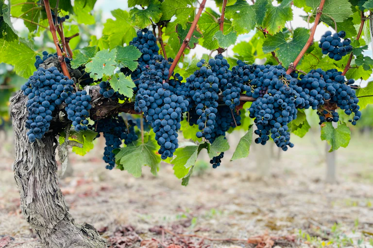 Des grappes de raisin en gros plan.