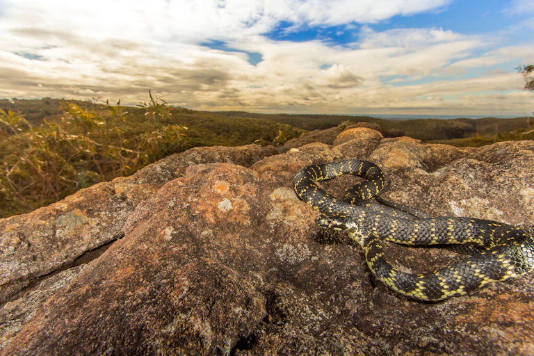 A broad-head snake basking on a rock, this species is threatened by climate change
