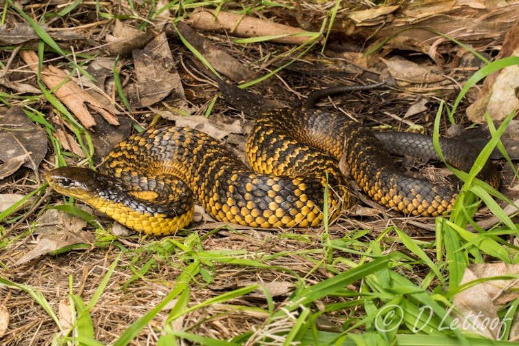 A tiger snake on the ground