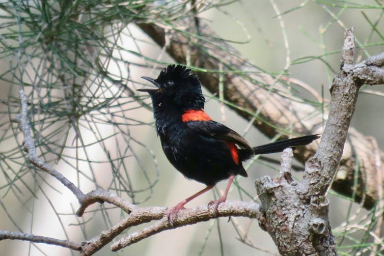 A male red-backed fairywren in breeding plumage sings from a perch