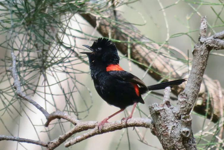 A male red-backed fairywren in breeding plumage sings from a perch