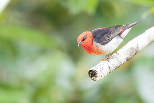 Our cities are losing the small, colourful songbirds that give us the most joy