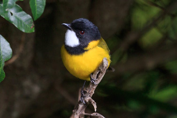 A male golden whistler perches on a small branch