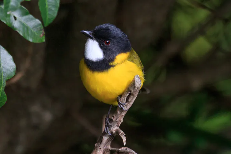 A male golden whistler perches on a small branch