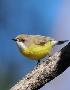 A small yellow-bellied bird with a white throat perches on a branch