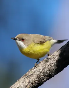 A small yellow-bellied bird with a white throat perches on a branch