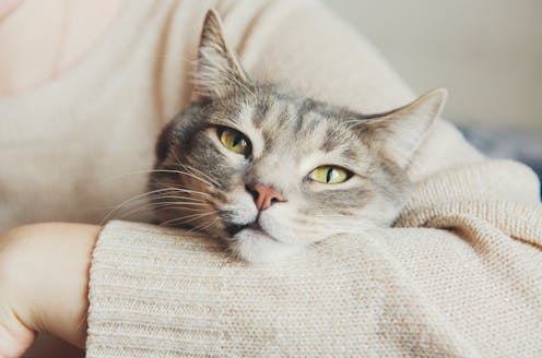 Apakah kucing bisa berduka?