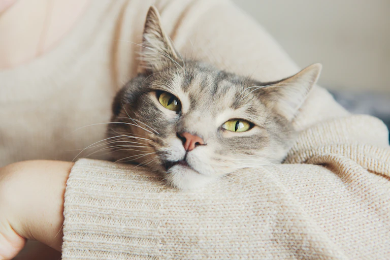 Owner cradles grey cat with green eyes in one arm