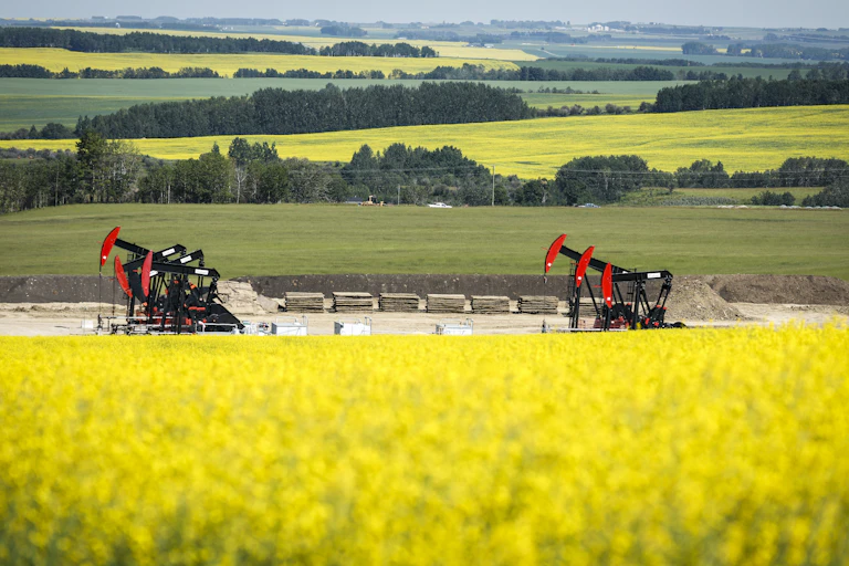 Two pumpjacks are seen in the background and a field of yellow flowers are seen in the foreground