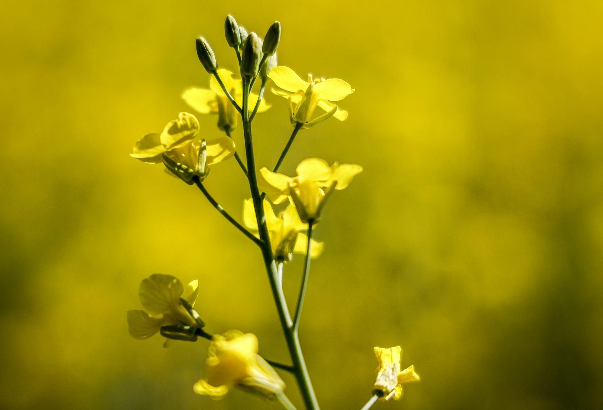 A close up of a yellow flower