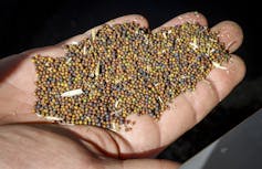 Close up of a hand holding small, round seeds