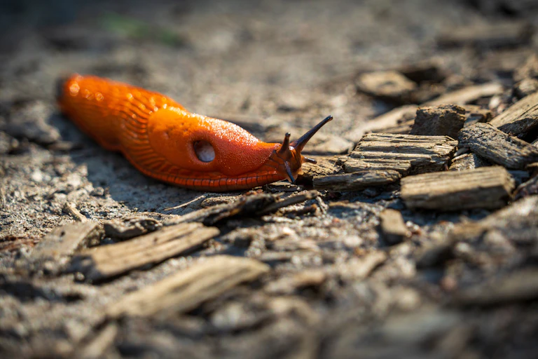 Large red slug on wood chippings