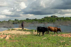 A man walks with two cows across green grazing land next to a medium sized lake.