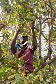 A young man climbs a tree picking small yellow fruit