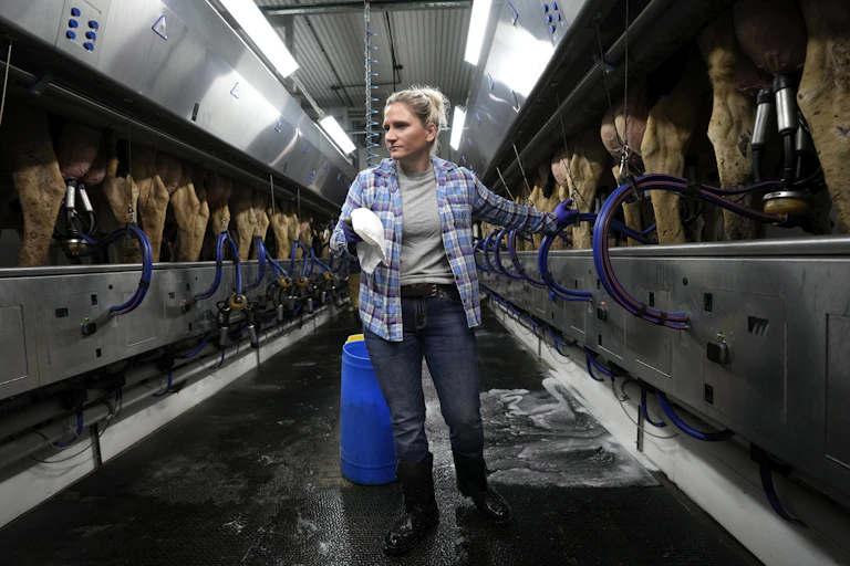 A woman stands in a barn while cows on either side of her are being milk.