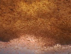 Thousands of tiny crustaceans cluster under rough ice at the ocean's surface.