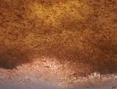 Thousands of tiny crustaceans cluster under rough ice at the ocean's surface.