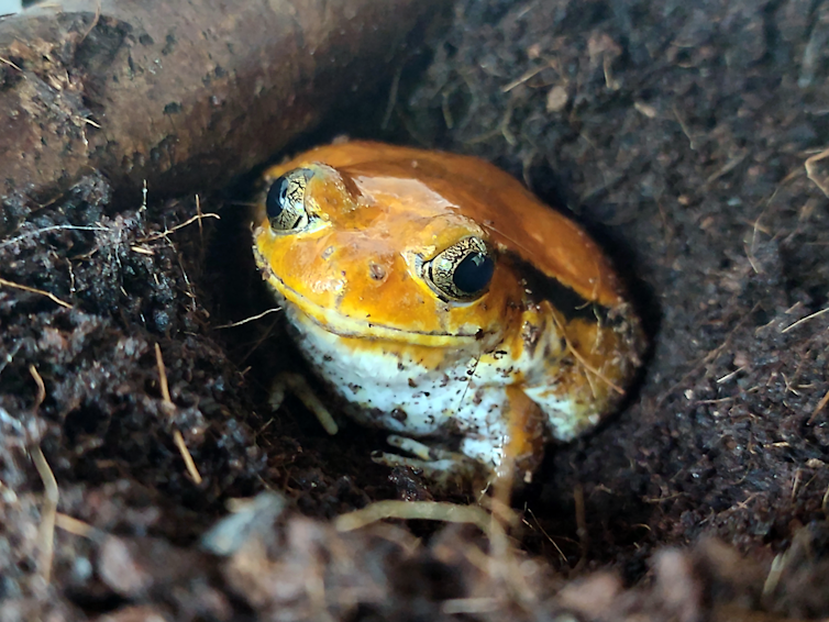 A small, orange frog.