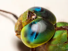 Close up photo of the iridescent, bulbous compound eye of a dragonfly