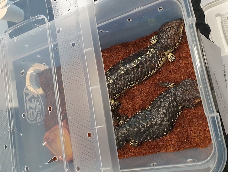 Two shingleback lizards in a plastic tub