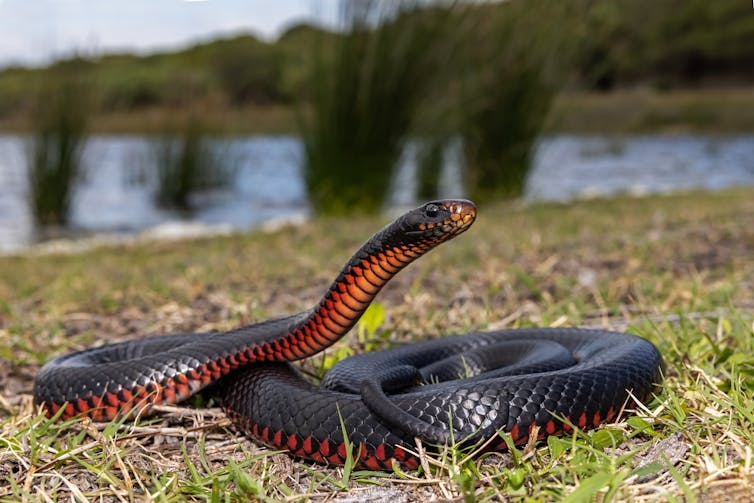 Red-bellied black snake on the grass, lifting it's head, with a lake in the background