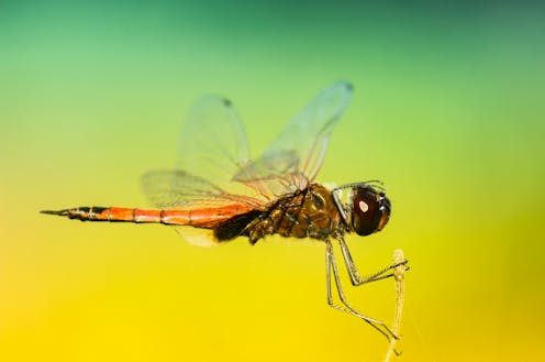 Where did all these dragonflies come from?