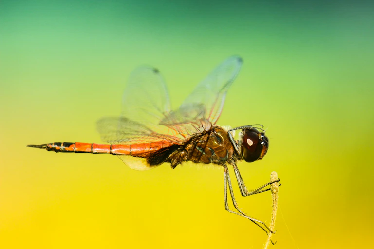 Photo of a dragonfly landing