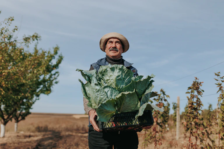 Un agricultor mira hacia el horizonte en un campo de cultivo mientras sostiene una caja con un repollo.