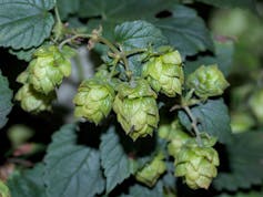 gros plan branche de houblon