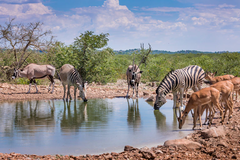 Wild animals congregate around a waterhole in Etosha National Park, Namibia, Africa