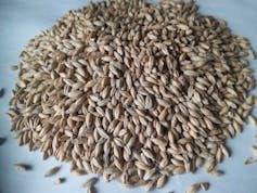 gros plan sur un tas de grains de malt