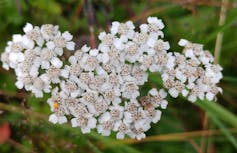 plan serré sur une fleur
