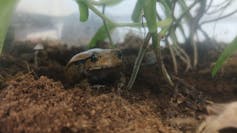 Tomato frog gazing out into the world.