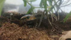 Tomato frog gazing out into the world.