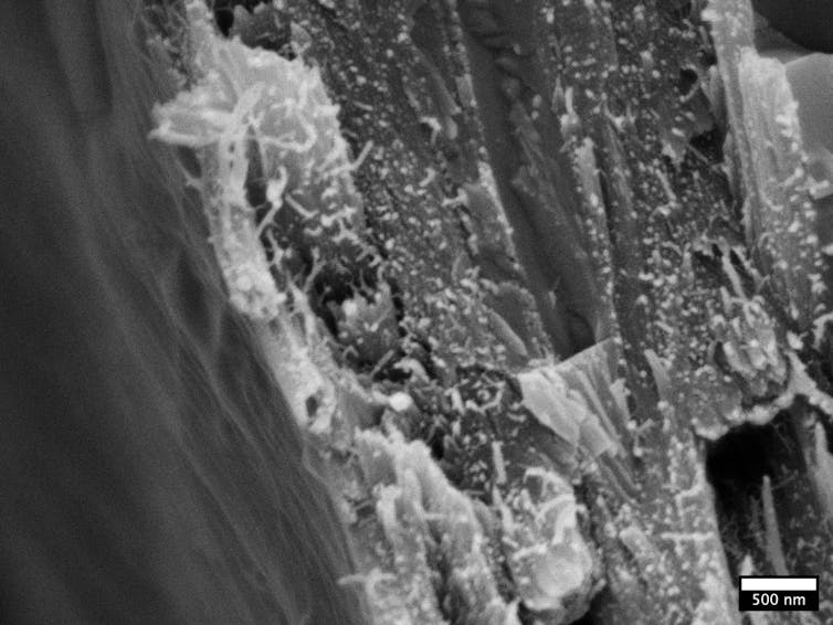 An electron microscope image of wood fibres.