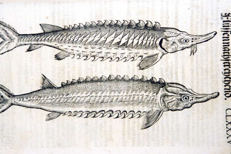 Old drawing of sturgeon