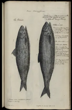 Illustrations of herring with notes