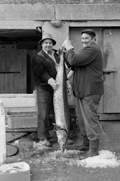 Two fishers with large fish