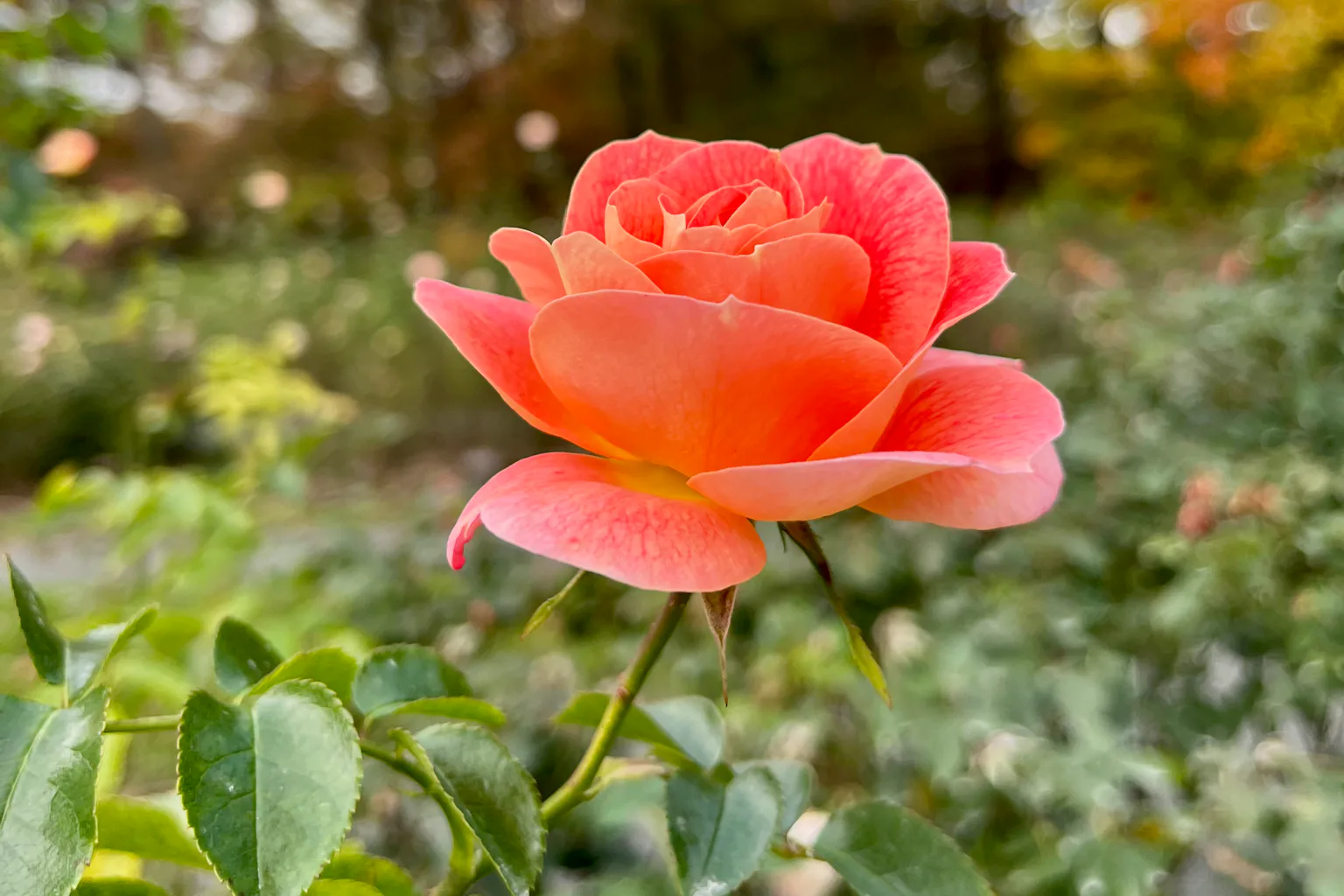 Plants get a GMO glow-up: Genetically modified varieties are coming out ...