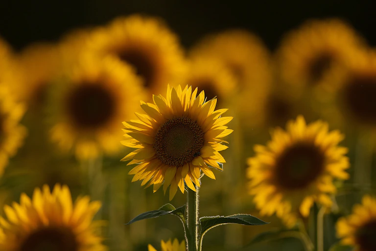 A field of sunflowers.